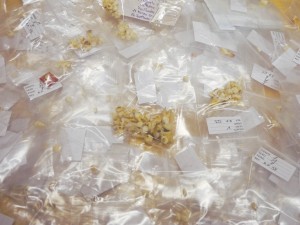 Las piezas dentales recogidas están clasificadas por sexo y edad de los individuos, algo poco habitual en este tipo de registros dentales.