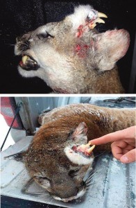 Dos imágenes del extraño ejemplar de puma con colmillos en el cráneo que fue abatido en Idaho por un cazador.