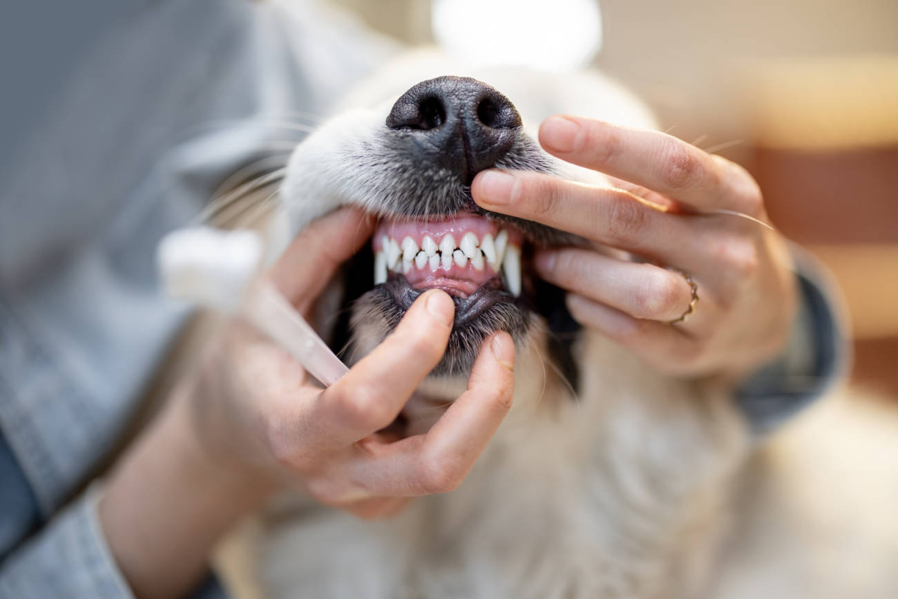 los dientes de los perros cambian