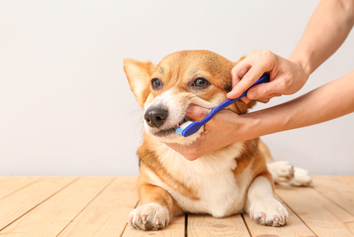 Tu mascota también necesita que le cuides los dientes.