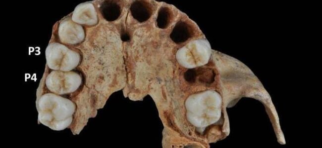 premolares fósiles