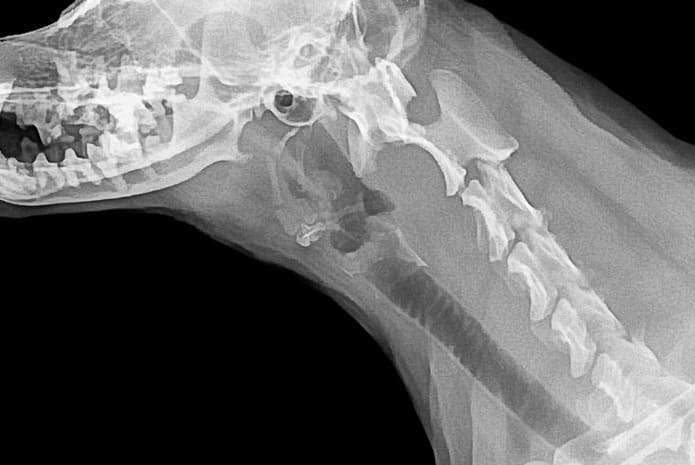 Un perro se beneficia de una técnica de cirugía oral que hasta ahora era solo para humanos.
