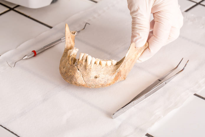 Un equipo de investigadores han identificado la vía Notch como un factor clave en la evolución dental y la formación del esmalte.