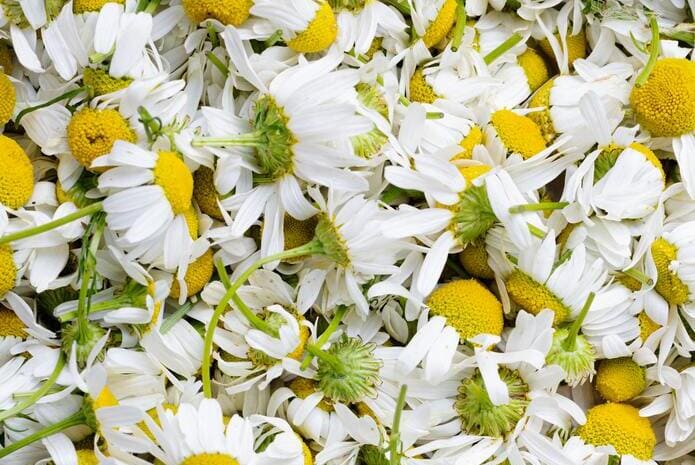 Las plantas medicinales buco-dentales hoy en día