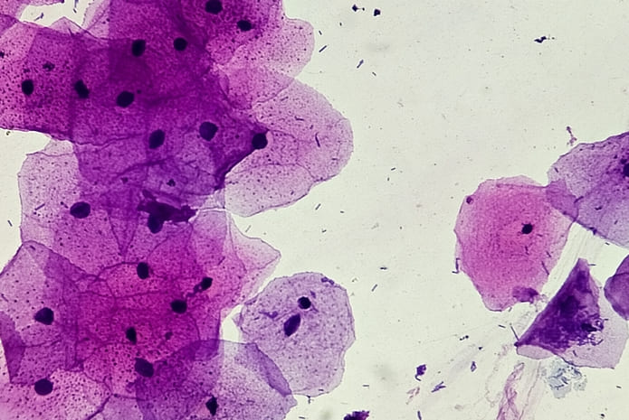 Las proteínas producidas por las células epiteliales orales nos protegen contra los virus que ingresan a través de la boca